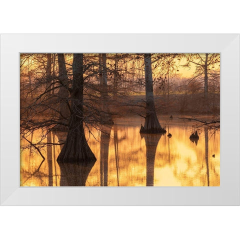 Cypress trees at sunset in fall Horseshoe Lake State Fish and Wildlife Area-Alexander County White Modern Wood Framed Art Print by Day, Richard and Susan