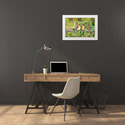 Cedar Waxwings exchanging berry in Serviceberry Bush White Modern Wood Framed Art Print by Day, Richard and Susan