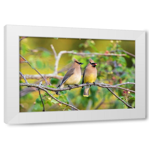 Cedar Waxwings exchanging berry in Serviceberry Bush White Modern Wood Framed Art Print by Day, Richard and Susan