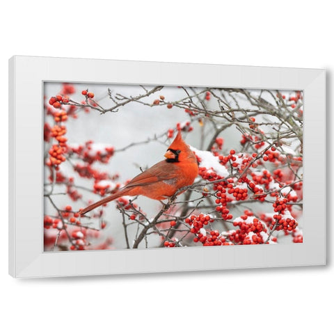 Northern Cardinal male in Winterberry bush in winter White Modern Wood Framed Art Print by Day, Richard and Susan