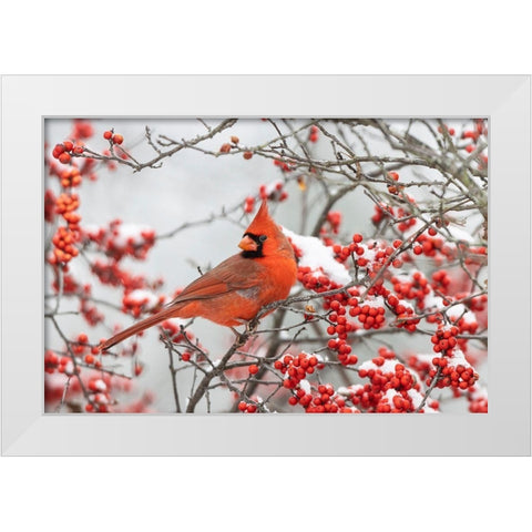 Northern Cardinal male in Winterberry bush in winter White Modern Wood Framed Art Print by Day, Richard and Susan