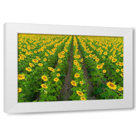 Aerial view of sunflower field Sam Parr State Park-Jasper County-Illinois White Modern Wood Framed Art Print by Day, Richard and Susan