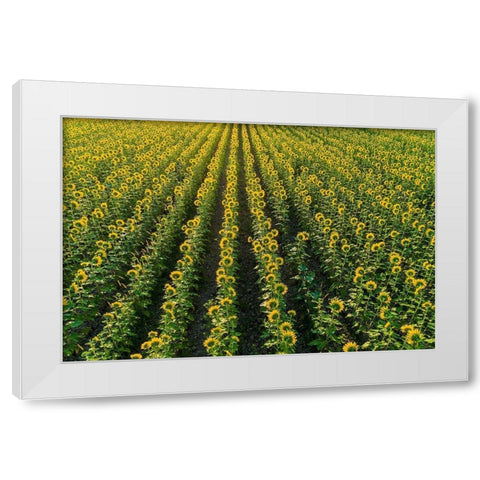 Aerial view of sunflower field Sam Parr State Park-Jasper County-Illinois White Modern Wood Framed Art Print by Day, Richard and Susan