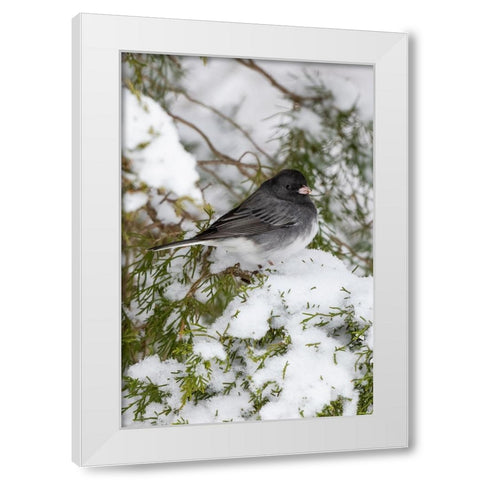 Dark-eyed Junco-Junco hyemalis-feeding in Red Cedar in winter-Marion County-Illinois White Modern Wood Framed Art Print by Day, Richard and Susan