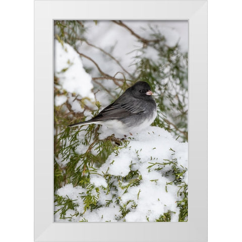 Dark-eyed Junco-Junco hyemalis-feeding in Red Cedar in winter-Marion County-Illinois White Modern Wood Framed Art Print by Day, Richard and Susan