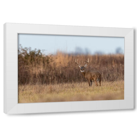 White-tailed Deer-Odocoileus virginianus-buck-Marion County-Illinois White Modern Wood Framed Art Print by Day, Richard and Susan