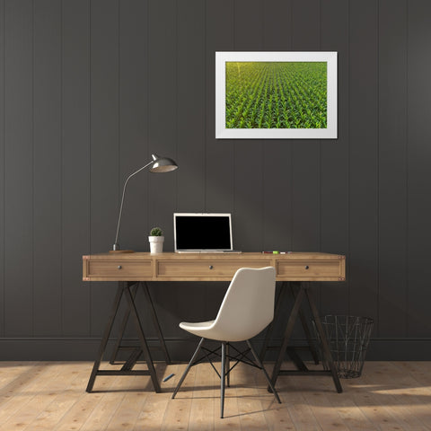 Aerial view of corn field-Marion County-Illinois White Modern Wood Framed Art Print by Day, Richard and Susan