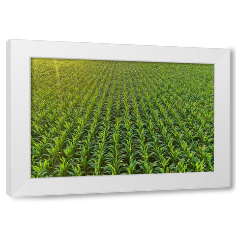 Aerial view of corn field-Marion County-Illinois White Modern Wood Framed Art Print by Day, Richard and Susan