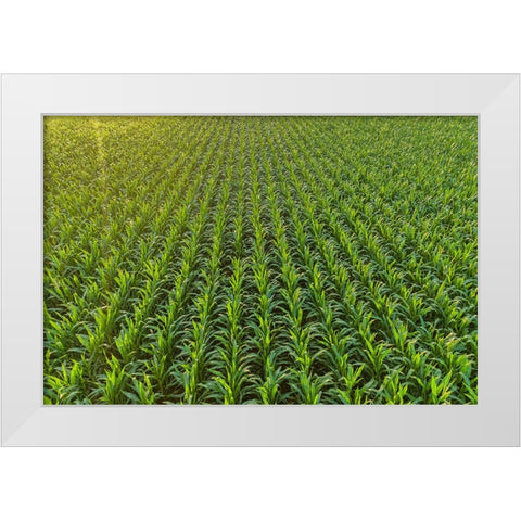 Aerial view of corn field-Marion County-Illinois White Modern Wood Framed Art Print by Day, Richard and Susan