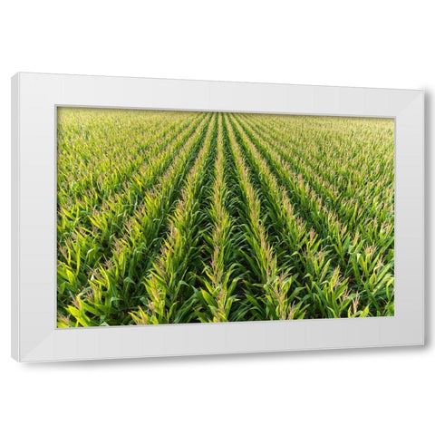 Aerial view of corn field-Marion County-Illinois White Modern Wood Framed Art Print by Day, Richard and Susan