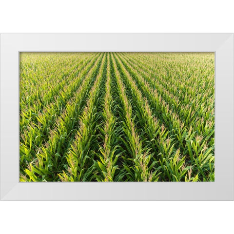 Aerial view of corn field-Marion County-Illinois White Modern Wood Framed Art Print by Day, Richard and Susan