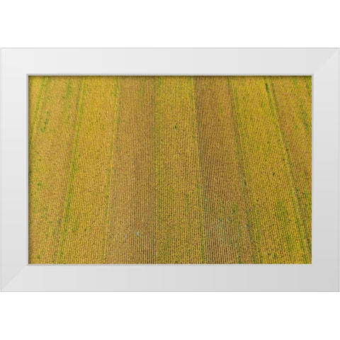 Aerial view of corn field near harvest time-Marion County-Illinois White Modern Wood Framed Art Print by Day, Richard and Susan