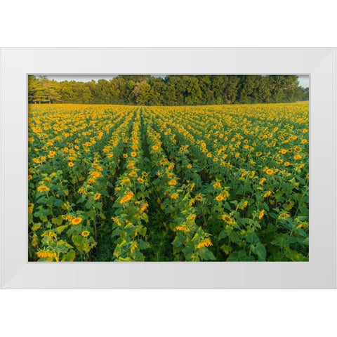Aerial view of a Sunflower field at sunrise-Jasper County-Illinois White Modern Wood Framed Art Print by Day, Richard and Susan