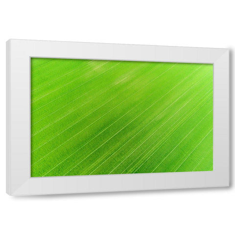 Aerial view of wheat field-Marion County-Illinois White Modern Wood Framed Art Print by Day, Richard and Susan