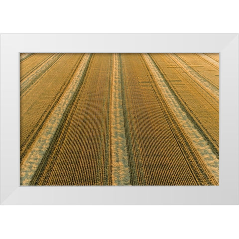 Aerial view of rows of wheat straw before baling-Marion County-Illinois White Modern Wood Framed Art Print by Day, Richard and Susan