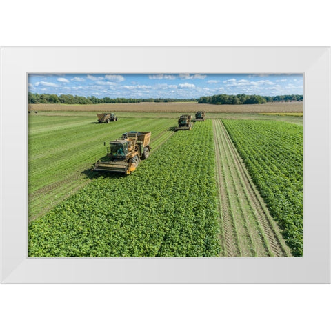 Picking green beans during the green bean harvest-Mason County-Illinois White Modern Wood Framed Art Print by Day, Richard and Susan