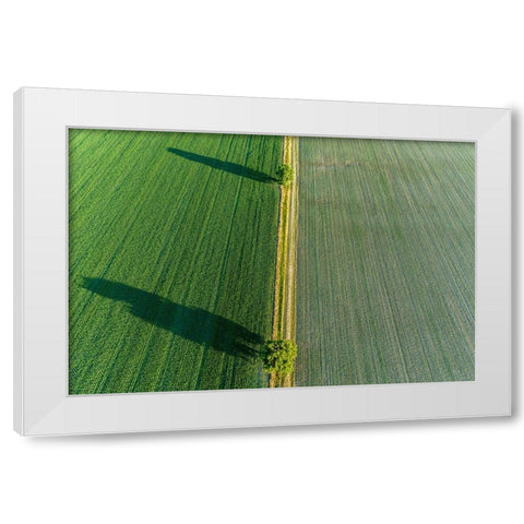 Two trees and shadows between fields-Marion County-Illinois White Modern Wood Framed Art Print by Day, Richard and Susan