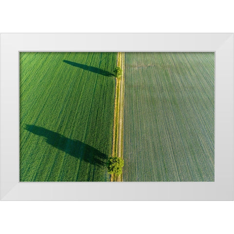 Two trees and shadows between fields-Marion County-Illinois White Modern Wood Framed Art Print by Day, Richard and Susan