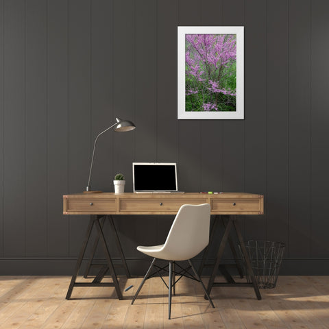 Redbud trees blooms in spring-Marion County-Illinois White Modern Wood Framed Art Print by Day, Richard and Susan