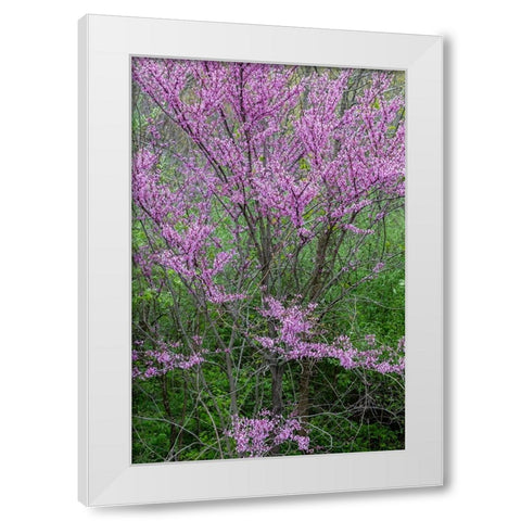 Redbud trees blooms in spring-Marion County-Illinois White Modern Wood Framed Art Print by Day, Richard and Susan