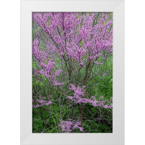 Redbud trees blooms in spring-Marion County-Illinois White Modern Wood Framed Art Print by Day, Richard and Susan