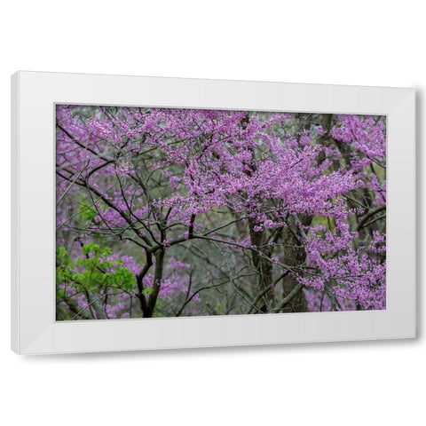 Redbud trees blooms in spring-Marion County-Illinois White Modern Wood Framed Art Print by Day, Richard and Susan