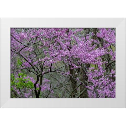 Redbud trees blooms in spring-Marion County-Illinois White Modern Wood Framed Art Print by Day, Richard and Susan