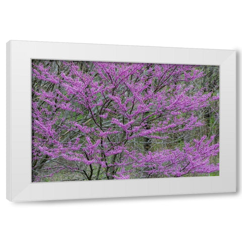 Redbud trees blooms in spring-Marion County-Illinois White Modern Wood Framed Art Print by Day, Richard and Susan