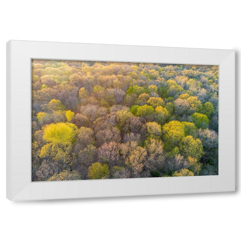 Newly emerging leaves on trees in the spring-Marion County-Illinois White Modern Wood Framed Art Print by Day, Richard and Susan