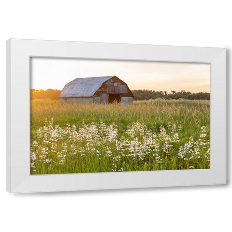 Old barn and field of penstemon at sunset Prairie Ridge State Natural Area-Marion County-Illinois White Modern Wood Framed Art Print by Day, Richard and Susan