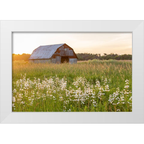 Old barn and field of penstemon at sunset Prairie Ridge State Natural Area-Marion County-Illinois White Modern Wood Framed Art Print by Day, Richard and Susan