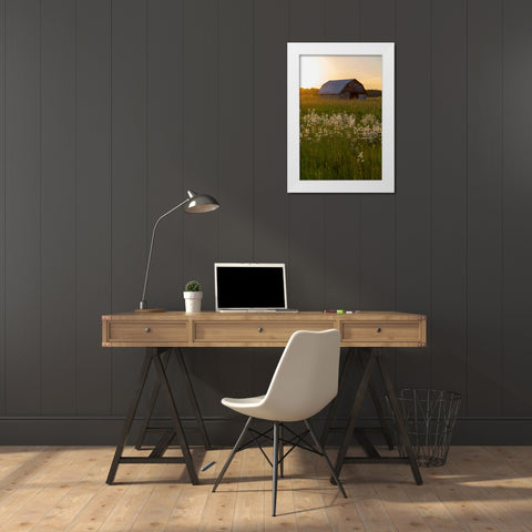 Old barn and field of penstemon at sunset Prairie Ridge State Natural Area-Marion County-Illinois White Modern Wood Framed Art Print by Day, Richard and Susan