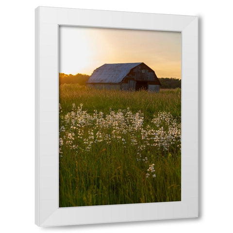 Old barn and field of penstemon at sunset Prairie Ridge State Natural Area-Marion County-Illinois White Modern Wood Framed Art Print by Day, Richard and Susan