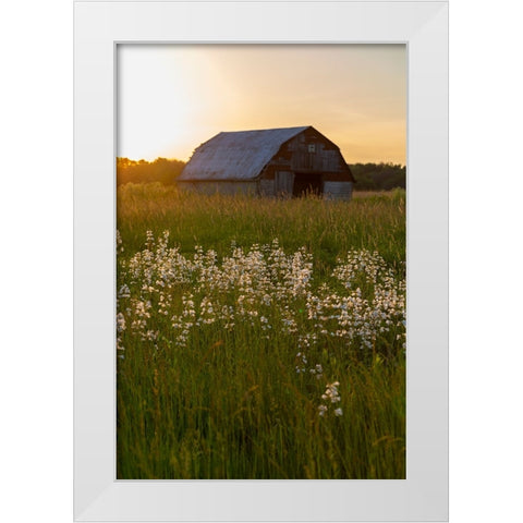 Old barn and field of penstemon at sunset Prairie Ridge State Natural Area-Marion County-Illinois White Modern Wood Framed Art Print by Day, Richard and Susan