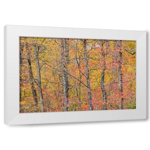 Fall color at Pyramid State Park-Perry County-Illinois White Modern Wood Framed Art Print by Day, Richard and Susan