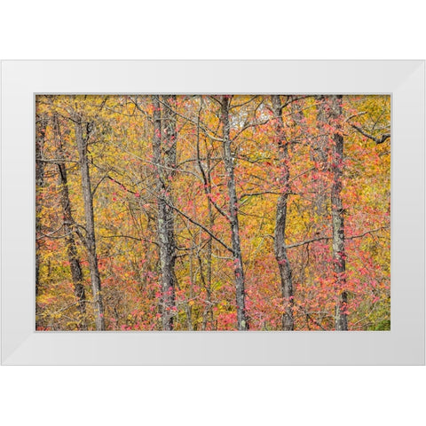 Fall color at Pyramid State Park-Perry County-Illinois White Modern Wood Framed Art Print by Day, Richard and Susan