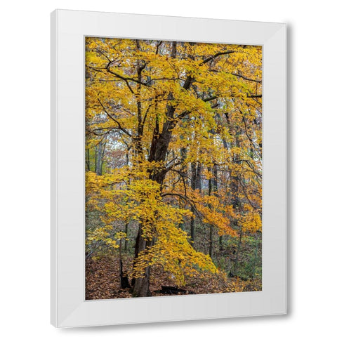Fall color at Stephen A-Forbes State Park-Marion County-Illinois White Modern Wood Framed Art Print by Day, Richard and Susan