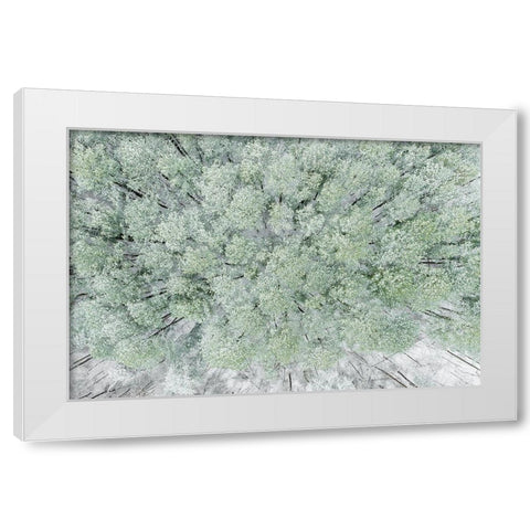 Aerial view of woods and white pine trees after a snowfall-Marion County-Illinois White Modern Wood Framed Art Print by Day, Richard and Susan