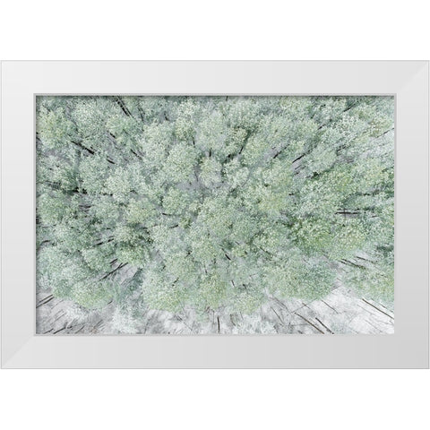 Aerial view of woods and white pine trees after a snowfall-Marion County-Illinois White Modern Wood Framed Art Print by Day, Richard and Susan