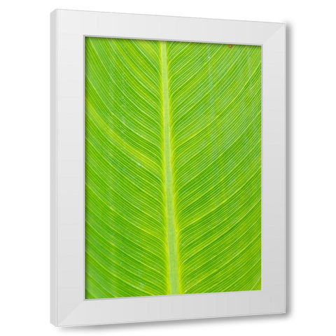 Canna leaf-Marion County-Illinois White Modern Wood Framed Art Print by Day, Richard and Susan