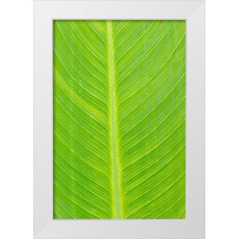 Canna leaf-Marion County-Illinois White Modern Wood Framed Art Print by Day, Richard and Susan