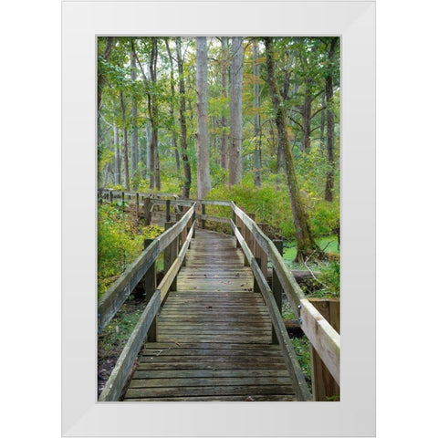 Wooden Boardwalk Trail-Twin Swamps Nature Preserve-Indiana-Midwest-USA White Modern Wood Framed Art Print by Miller, Anna