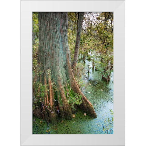 Bold Cypress Swamp-Twin Swamps Nature Preserve-Indiana-Midwest-USA White Modern Wood Framed Art Print by Miller, Anna