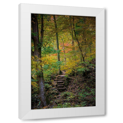 Trail Steps in Clifty Creek Park-Southern Indiana White Modern Wood Framed Art Print by Miller, Anna