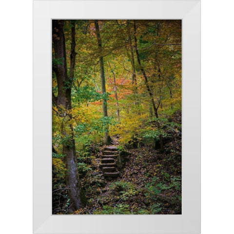 Trail Steps in Clifty Creek Park-Southern Indiana White Modern Wood Framed Art Print by Miller, Anna