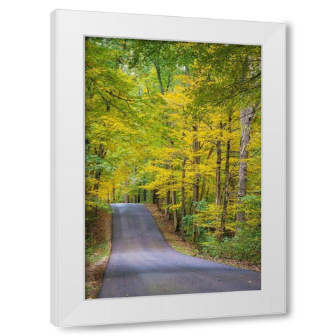 Curvy Road in Clifty Creek Park-Southern Indiana White Modern Wood Framed Art Print by Miller, Anna