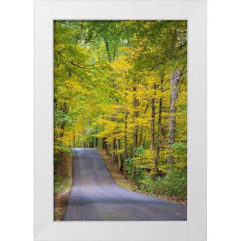 Curvy Road in Clifty Creek Park-Southern Indiana White Modern Wood Framed Art Print by Miller, Anna
