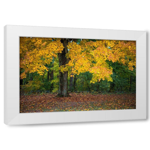 Autumn Yellow Foliage of Sugar Maple in Clifty Creek Park-Southern Indiana White Modern Wood Framed Art Print by Miller, Anna