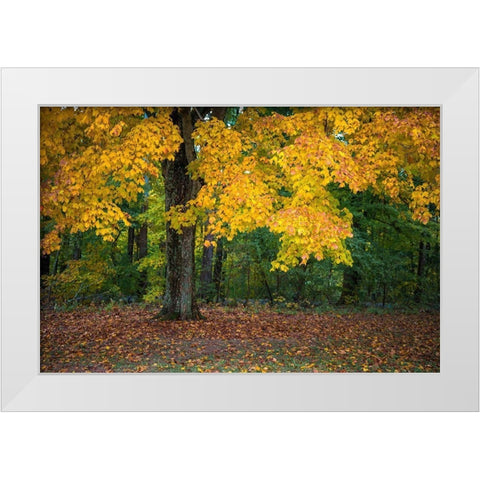 Autumn Yellow Foliage of Sugar Maple in Clifty Creek Park-Southern Indiana White Modern Wood Framed Art Print by Miller, Anna