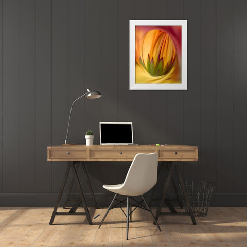 Indiana, Carmel Close-up of gerbera daisy bud White Modern Wood Framed Art Print by Kelley, David
